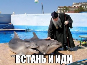 Create meme: Dolphin funny, Dolphin meme