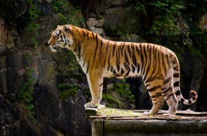 Создать мем: тигр жив, московский зоопарк амурский тигр, тигр большой