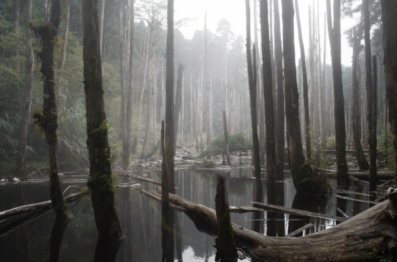 Create meme: swamp , forest , the beauty of trees