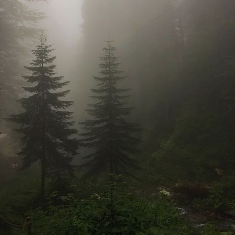 Create meme: forest fog, forest misty, Gloomy forests