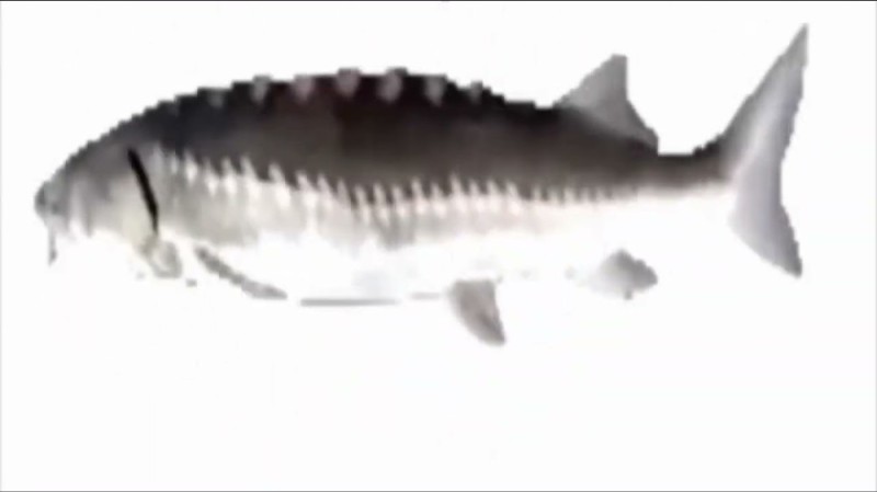 Create meme: sturgeon fish, The fish is spinning, fish 