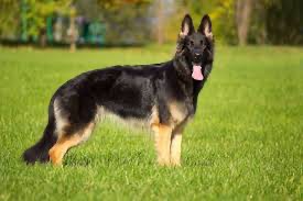 Create meme: German shepherd breed, black tan German Shepherd, German shepherd 