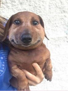 Create meme: dog Dachshund, Dachshund