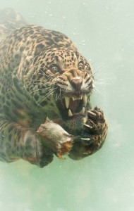 Создать мем: гепард рычит, jaguar, леопард рычит