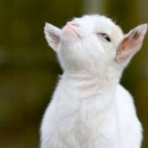 Create meme: goat, funny animals, goat meme