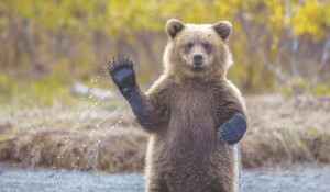 Create meme: animals, Hello, bear-toed through the forest goes the bumps