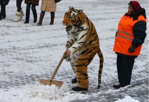 Create meme: the janitor, only in Russia, tiger