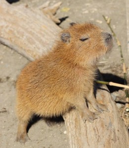 Create meme: the baby capybaras, a pet capybara, capybaras