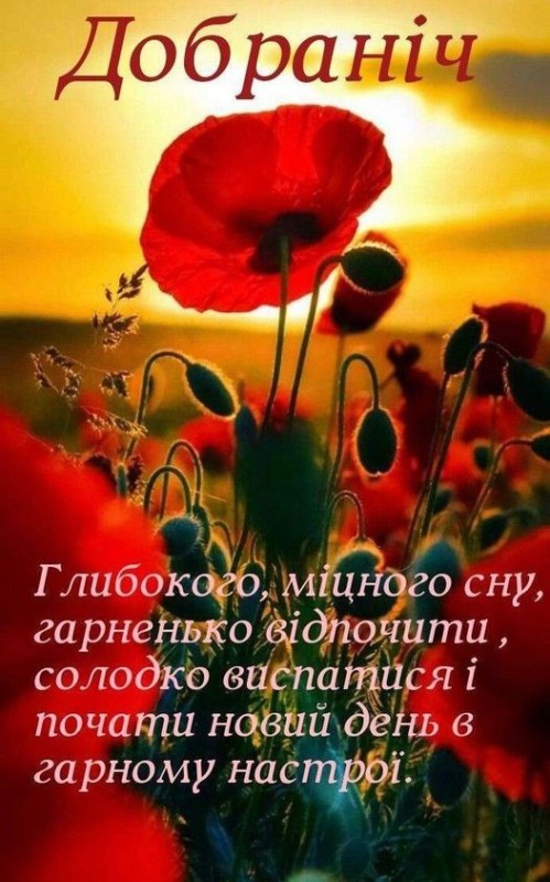 Create meme: poppies at sunset, beautiful flowers , good evening 