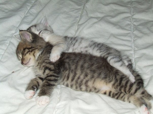 Create meme: cats in love, Cats sleep together, adorable kittens