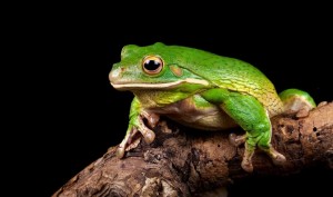 Создать мем: зеленая лягушка, green frog, зеленая древесная лягушка