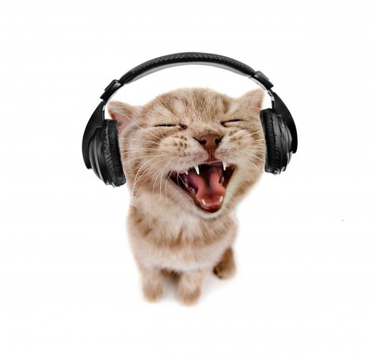 Create meme: screaming cat , cat with headphones, kitten with headphones