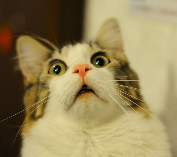 Create meme: meme surprise cat, surprised cat meme, surprised kitty