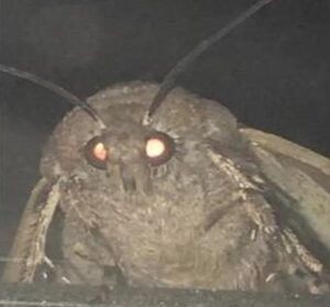 Create meme: the moth and the lamp, the moth and the lamp meme, the moth and the lamp