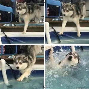 Create meme: dog, Siberian husky, husky meme