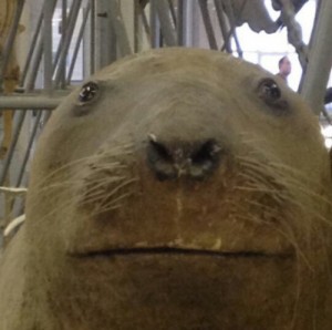 Create meme: walrus, when, seal