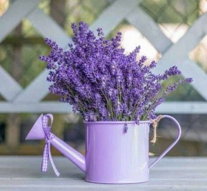 Create meme: lavender flowers in a vase, lavender field, lavanda