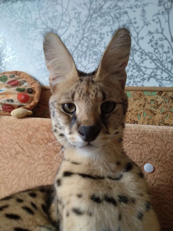 Create meme: Serval , Serval cat, breed Serval