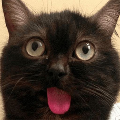Создать мем: кот смешной, смешная кошка мем, кот с языком