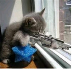 Create meme: Cat with a gun