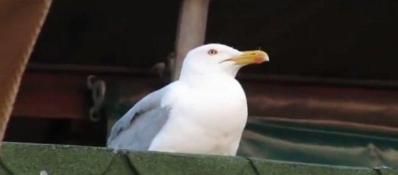 Create meme: screaming Seagull, meme Seagull , The seagull screams