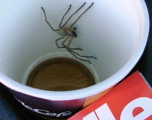 Создать мем: огромные пауки в австралии, паук, гигантский паук