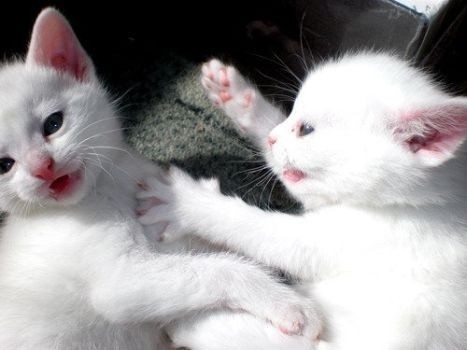 Create meme: white cat with kittens, kitty white, cat 