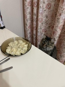 Create meme: cat, cat dumpling, cat