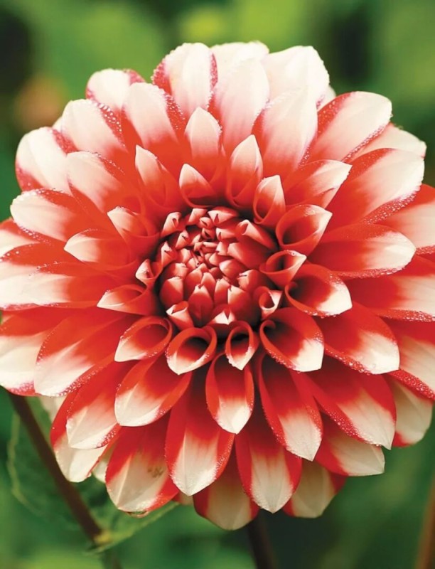 Create meme: dahlia dahlias, dahlias, beautiful dahlias