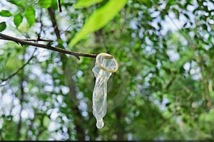 Create meme: on the tree, nature, a used condom