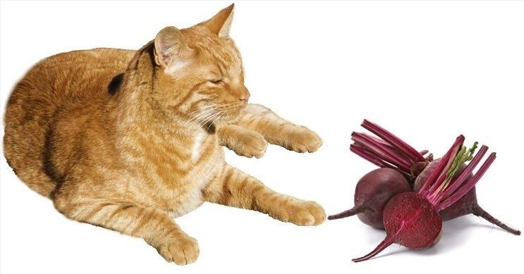 Create meme: beetroot cat, cat no background, cat and vegetables