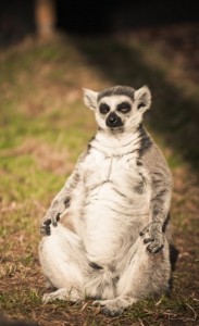 Create meme: Lemur Buddha