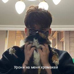 Создать мем: кот домашний, животные кошки, кошечка