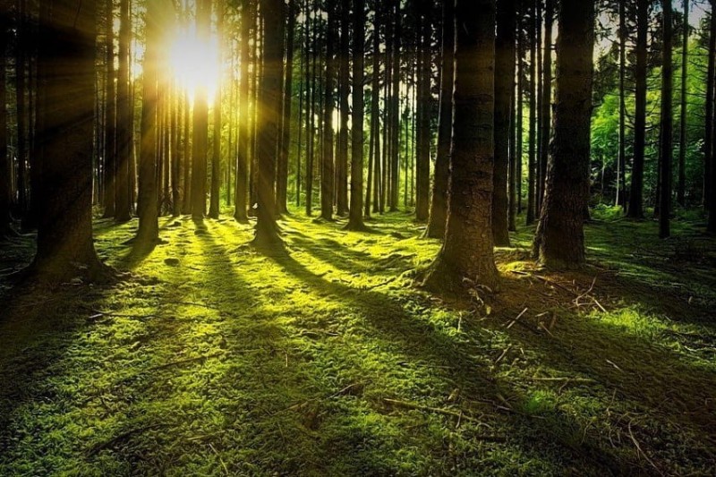 Create meme: nature forest , forest landscape, beautiful forest
