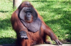Create meme: monkey orangutan, Sumatran orangutan photo, orangutan
