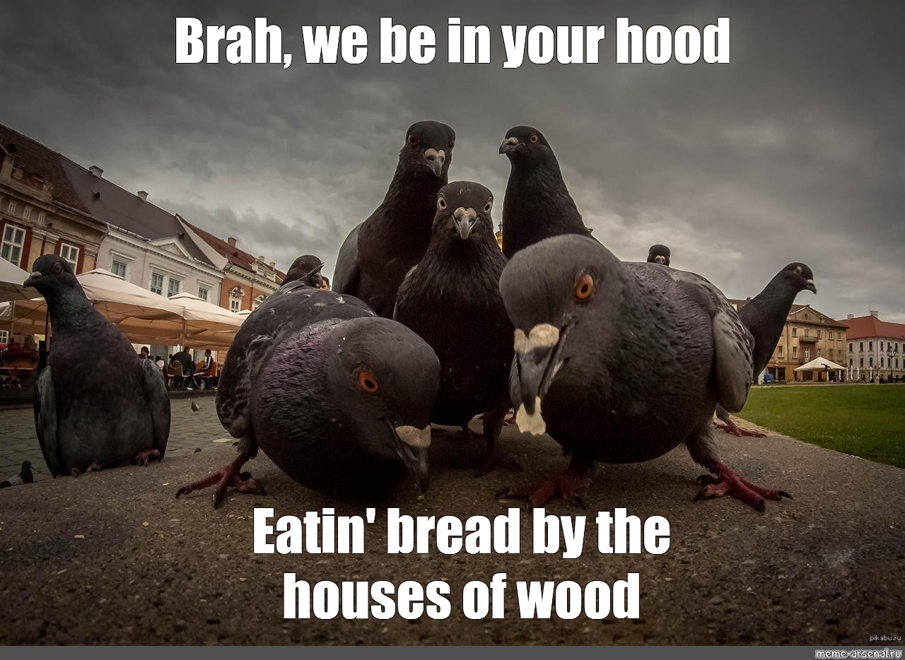 evil pigeon meme