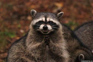 Create meme: evil raccoon, sly raccoon, raccoons