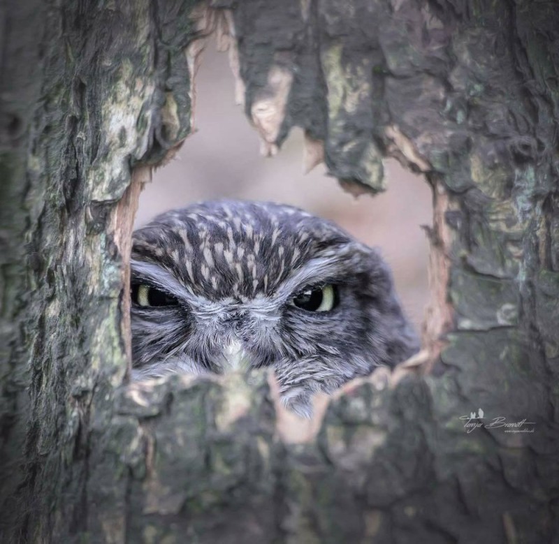 Create meme: owl owl, funny owls, angry owl