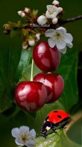 Create meme: cherry cherry, cherry, ladybug
