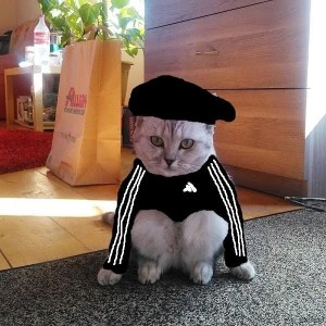 Create meme: funny cats, cat Gopnik