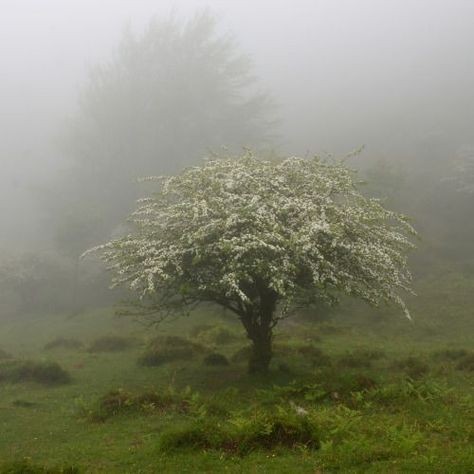 Create meme: a tree in the fog, hawthorn is a single-petalled bush, The apple tree in the fog