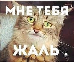 Create meme: pechalbeda cat, cats, sadness, trouble cat