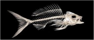 Создать мем: рыба зебра скелет, fish skeleton, скелет рыбы рисунок