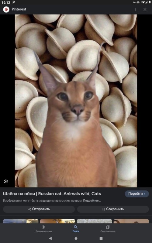 Create meme: Caracal, Caracal schlepp, caracal slap dumplings