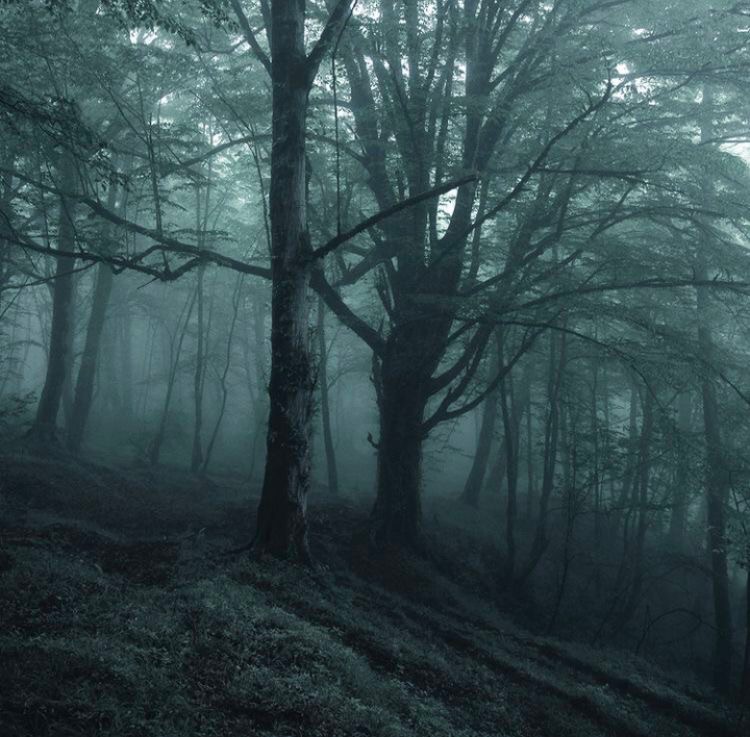 Create meme: mystical forest, the forest dark, dark dark forest