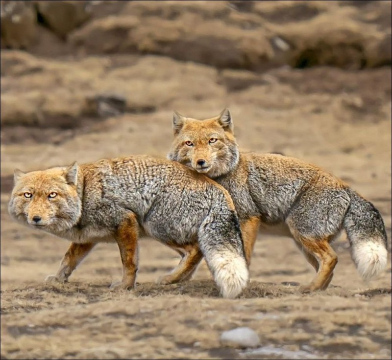 Create meme: tibetan fox, tibetan sand fox, Himalayan fox