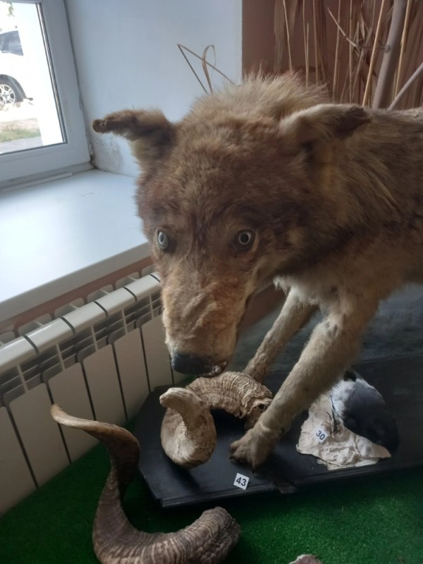 Create meme: Surgut Museum of Local lore, The wolf is stuffed, The fox is a taxidermist