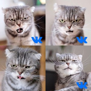 Create meme: cat emotions, cats memes, cat
