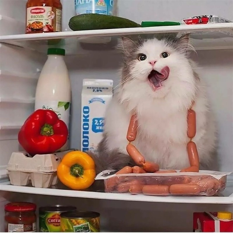 Create meme: cat , the cat opens the refrigerator, cat sausage 