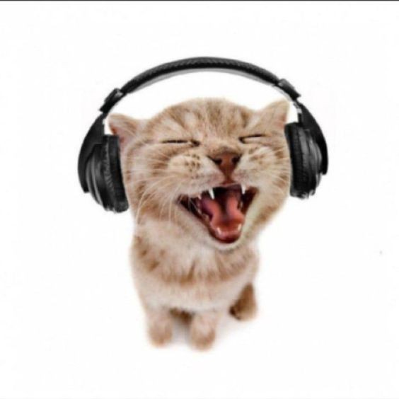 Create meme: cat with headphones, A screaming cat with headphones, A cat with headphones is yelling
